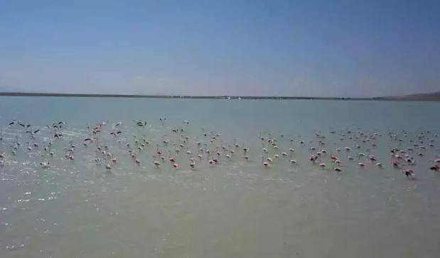 Arin Gölü'nde flamingo şöleni - Resim: 4